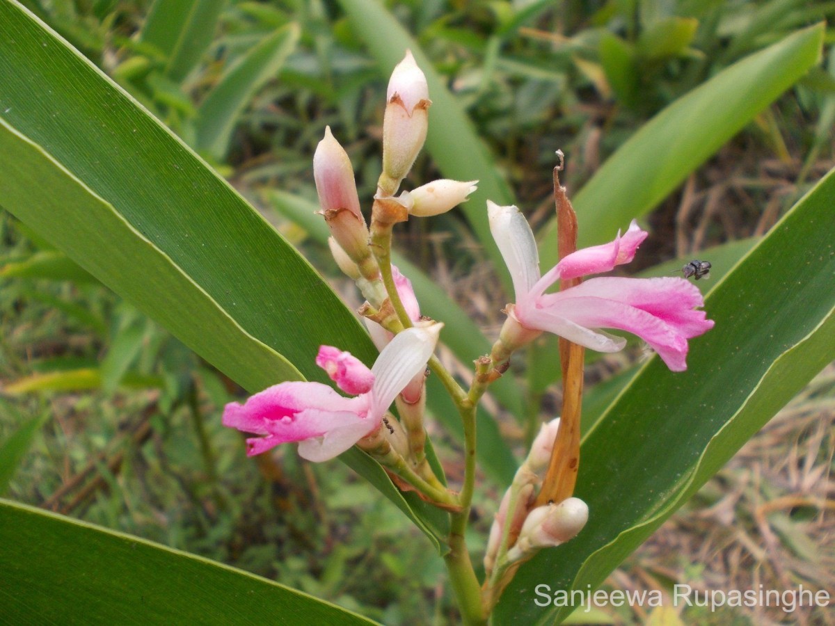 Alpinia nigra (Gaertn.) Burtt